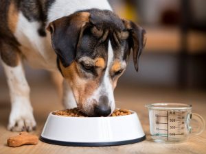 how to calculate the right portion sizes for your dog's meals