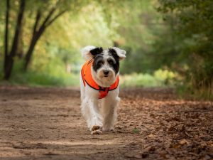 safe outdoor activities for senior dogs to maintain mobility