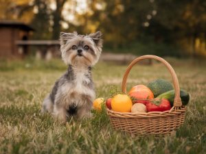 natural remedies for digestive issues in small pets: what works and what doesn’t