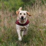 Understanding the role of protein in dog diets for active breeds