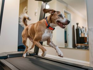 how to design an exercise routine for high-energy dogs living in apartments