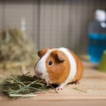 The benefits of high-fiber diets for guinea pigs’ digestive health