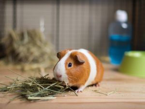 the benefits of high-fiber diets for guinea pigs’ digestive health