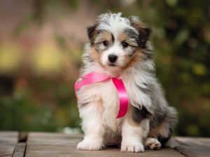 feeding puppies: how to ensure proper growth and development