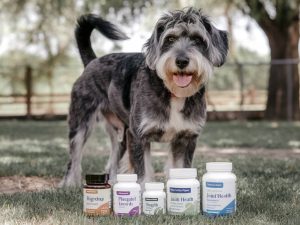 supplements to support joint health in senior dogs