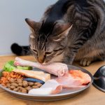 Specific nutritional needs of neutered cats: how to adjust their diet