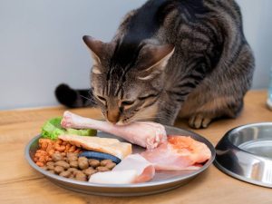 specific nutritional needs of neutered cats: how to adjust their diet