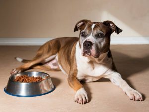 the risks of free feeding dogs: how to avoid overeating and weight gain