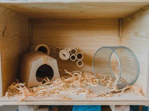 how to create a safe and enriching habitat for pet hamsters