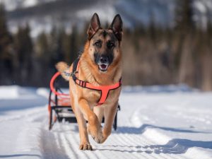 understanding the nutritional needs of active and working dogs