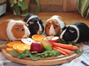 the role of vitamin c in guinea pig diets: how to avoid deficiencies