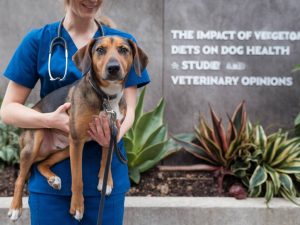 the impact of vegetarian diets on dog health: studies and veterinary opinions