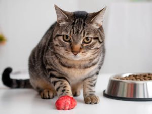 how to identify and treat food allergies in cats